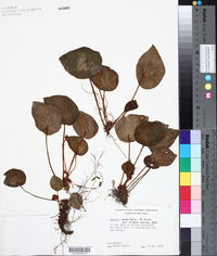 Image of Begonia conchifolia