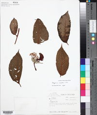 Begonia cooperi image