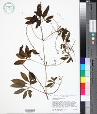 Image of Cyclanthera multifoliola