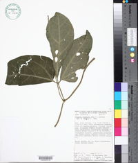 Image of Psiguria triphylla