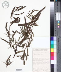 Salix humboldtiana image