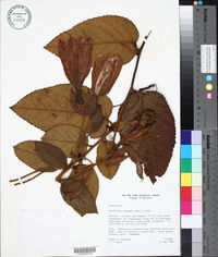 Passiflora insignis image