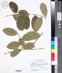 Capparis flexuosa image