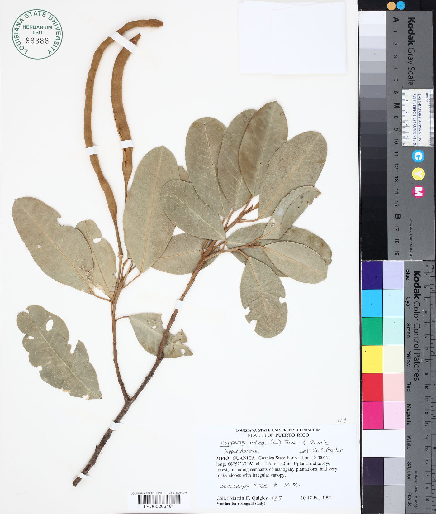 Capparis indica image
