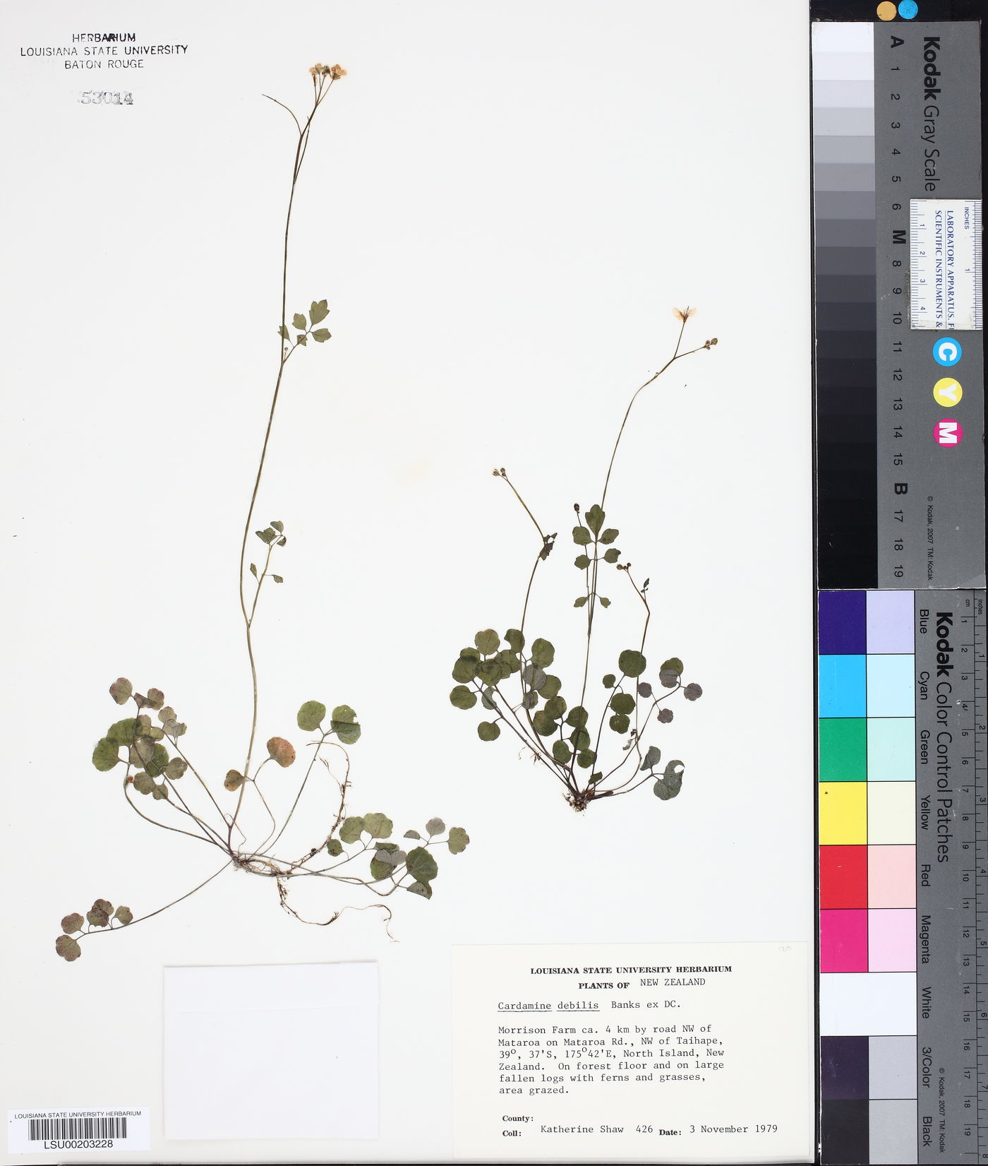 Cardamine debilis image