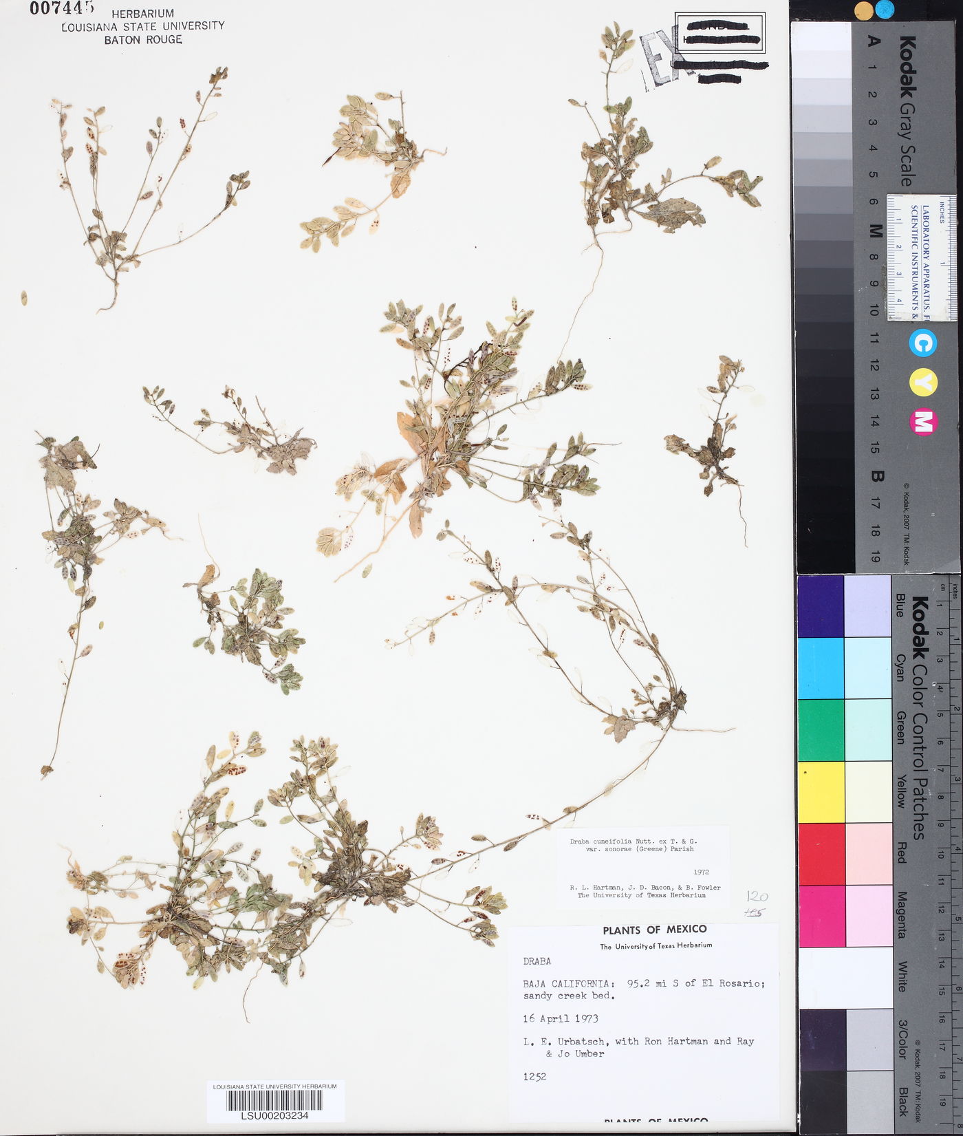 Draba cuneifolia var. sonorae image