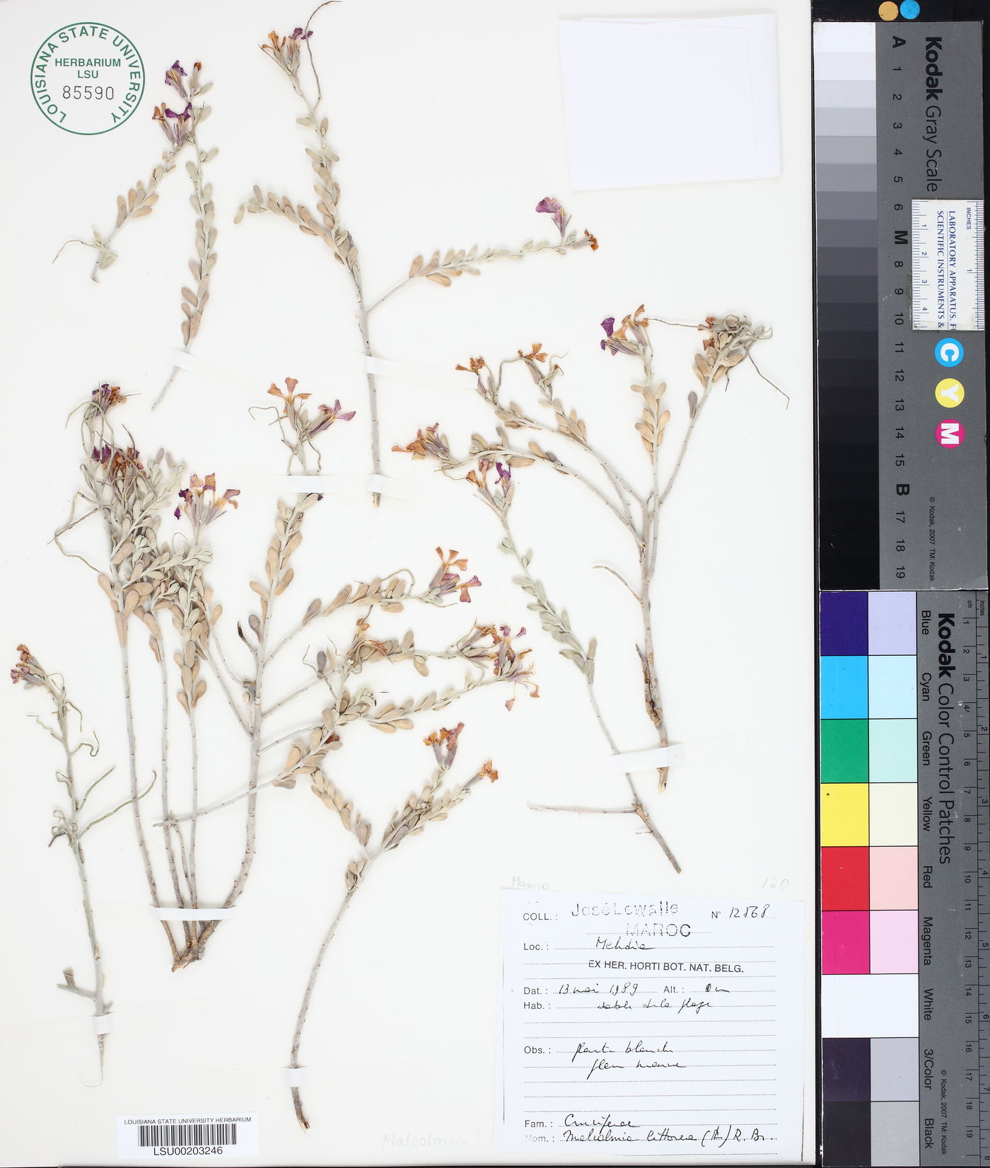 Malcolmia littorea image