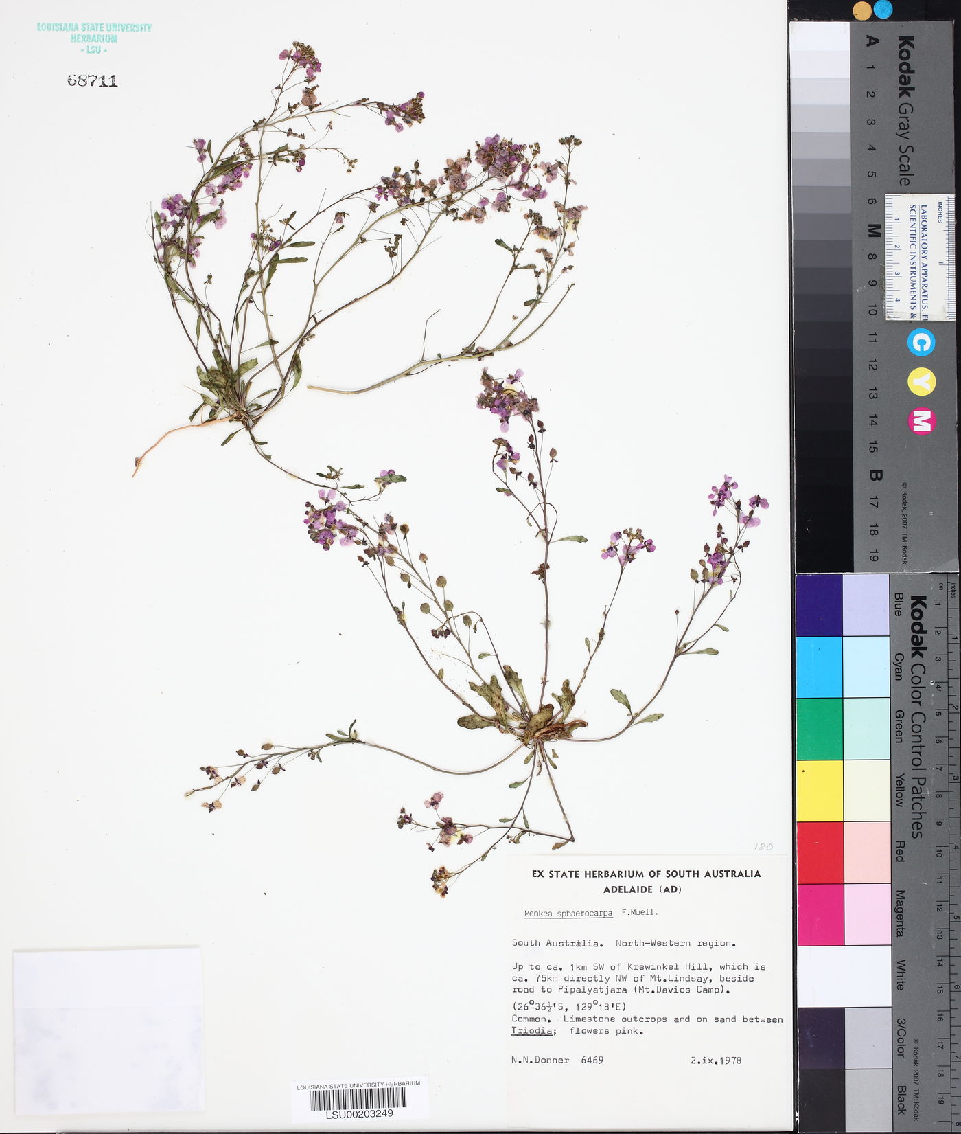 Menkea sphaerocarpa image