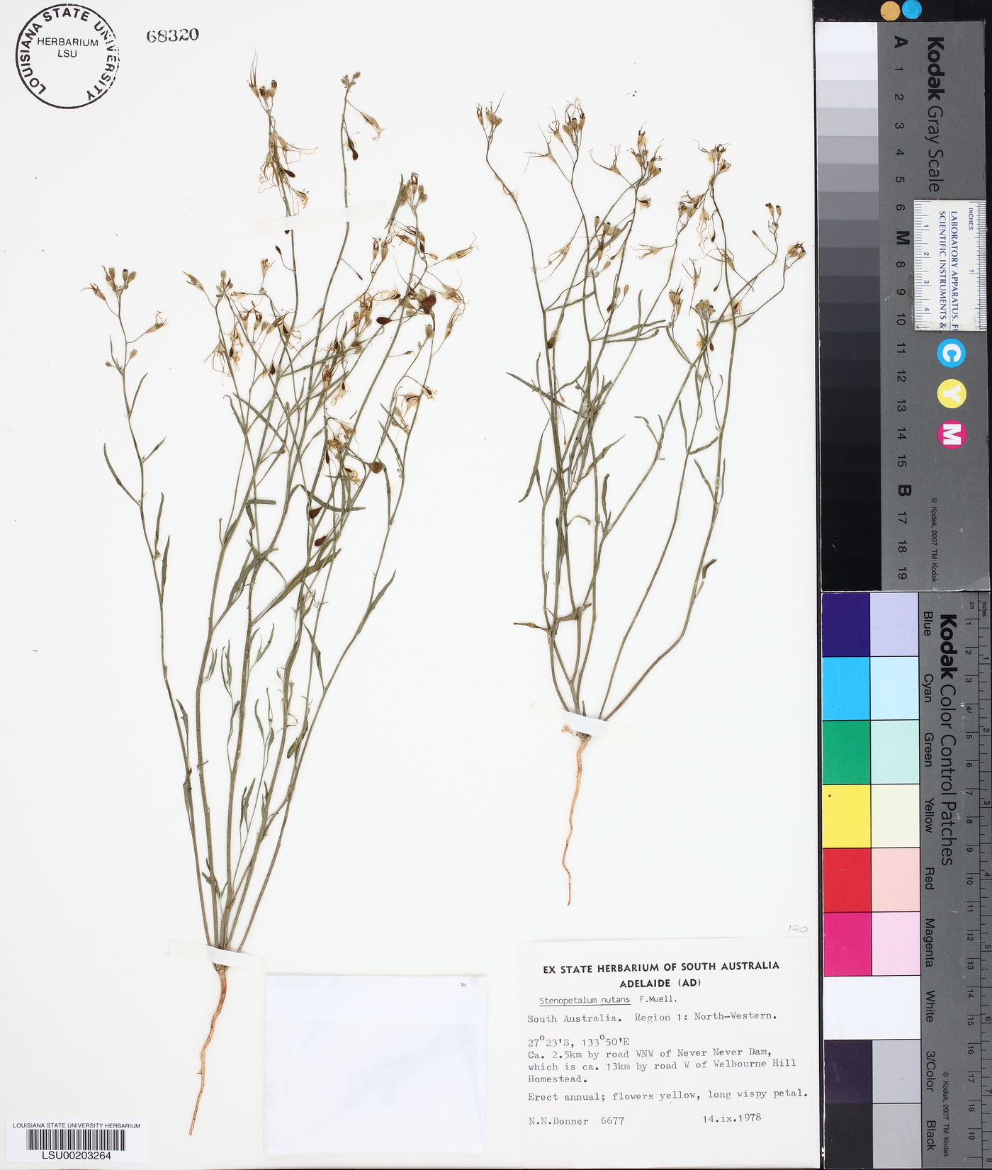 Stenopetalum nutans image