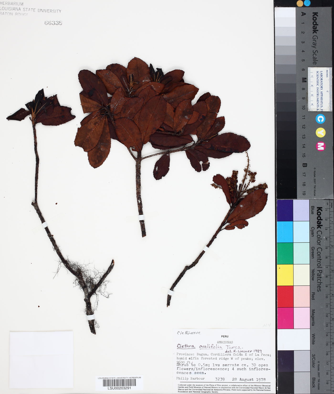 Clethra ovalifolia image