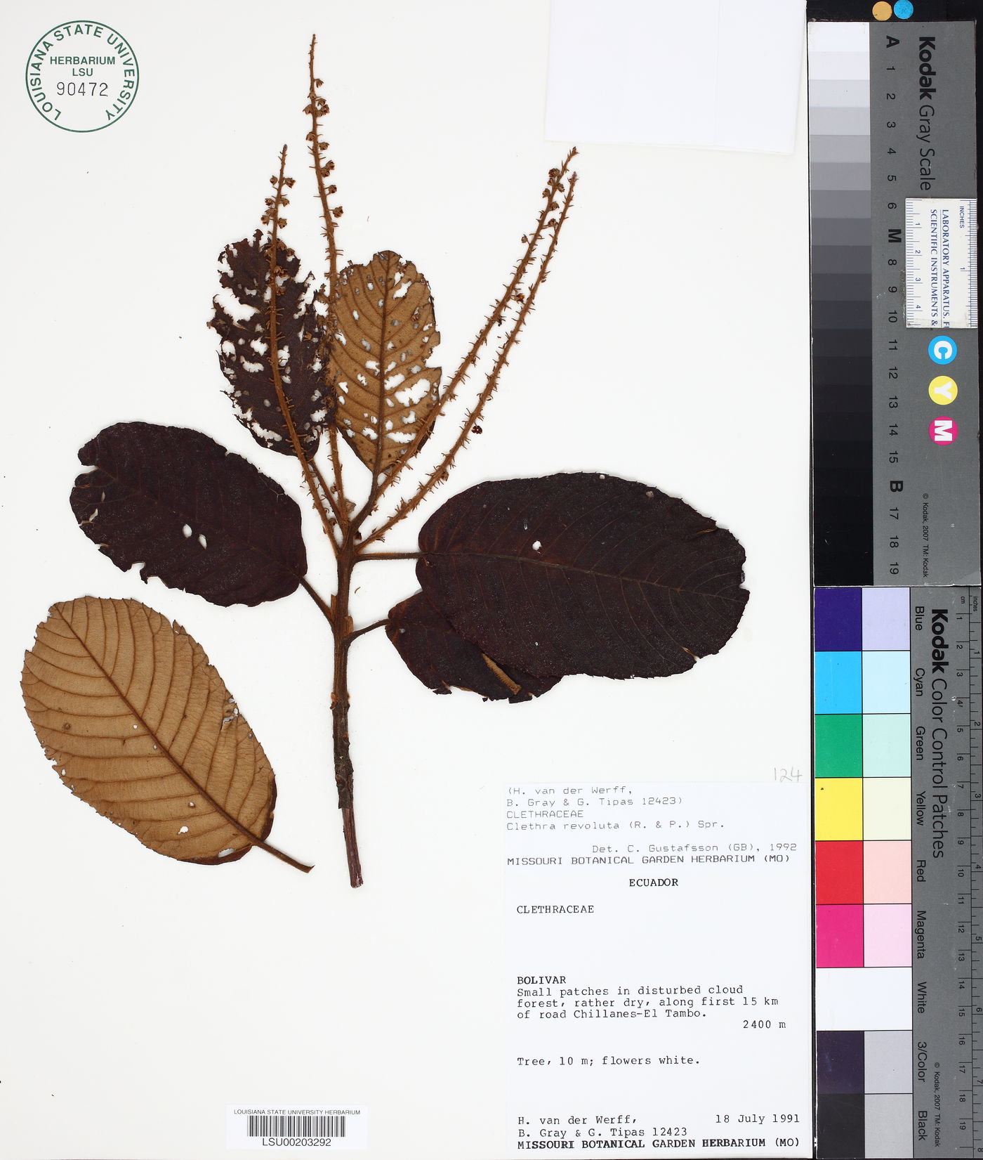 Clethra revoluta image