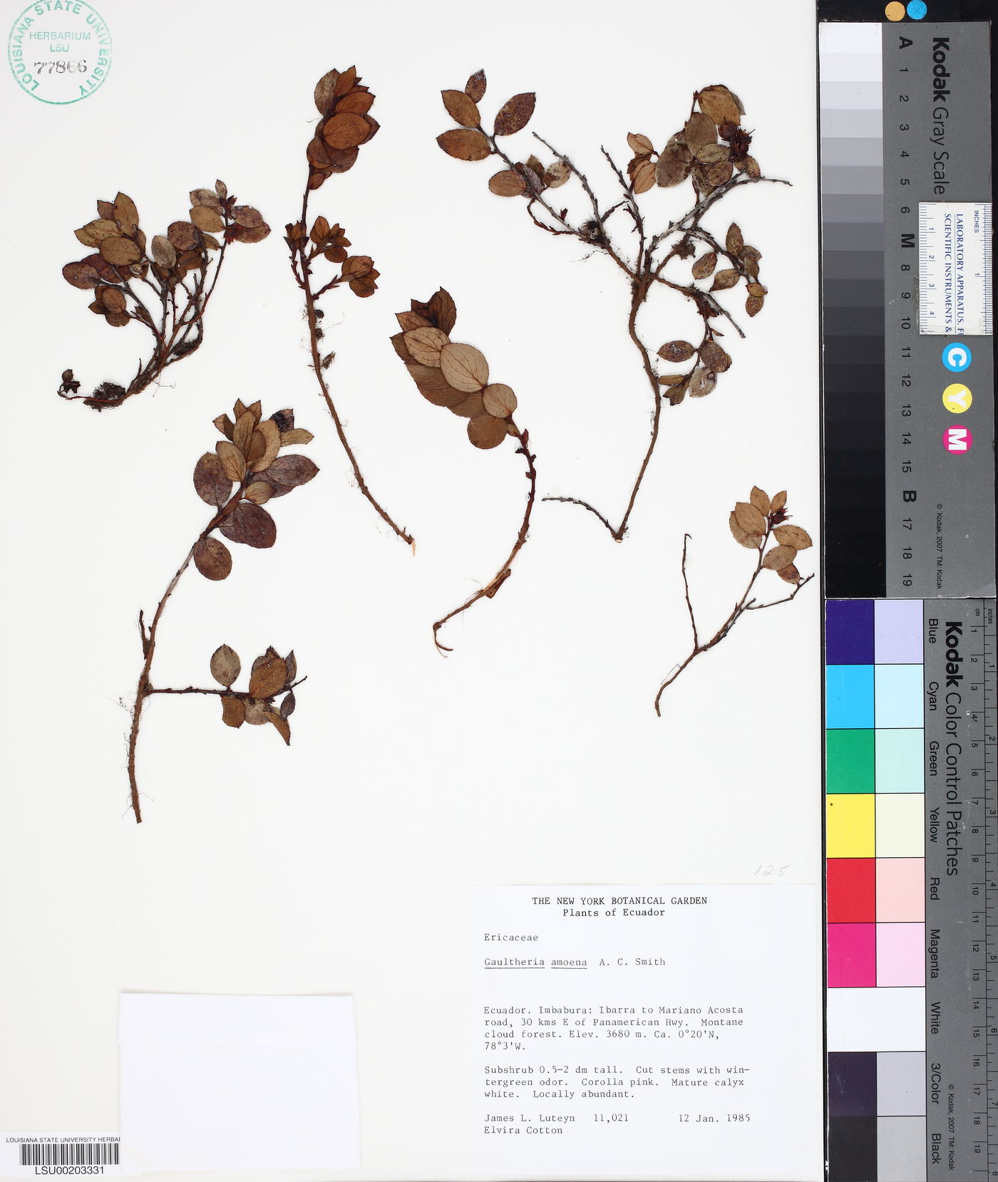 Gaultheria amoena image
