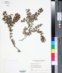 Gaultheria antipoda image