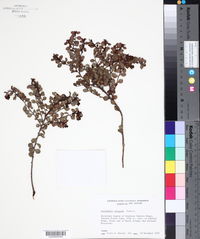 Gaultheria antipoda image