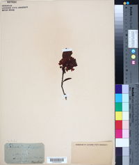 Rhododendron ferrugineum image