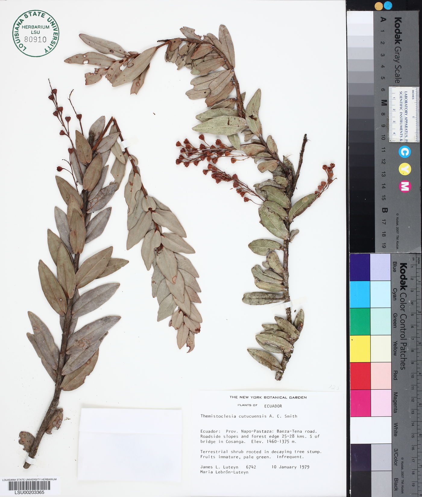 Anthopterus image