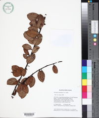 Image of Vaccinium euryanthum