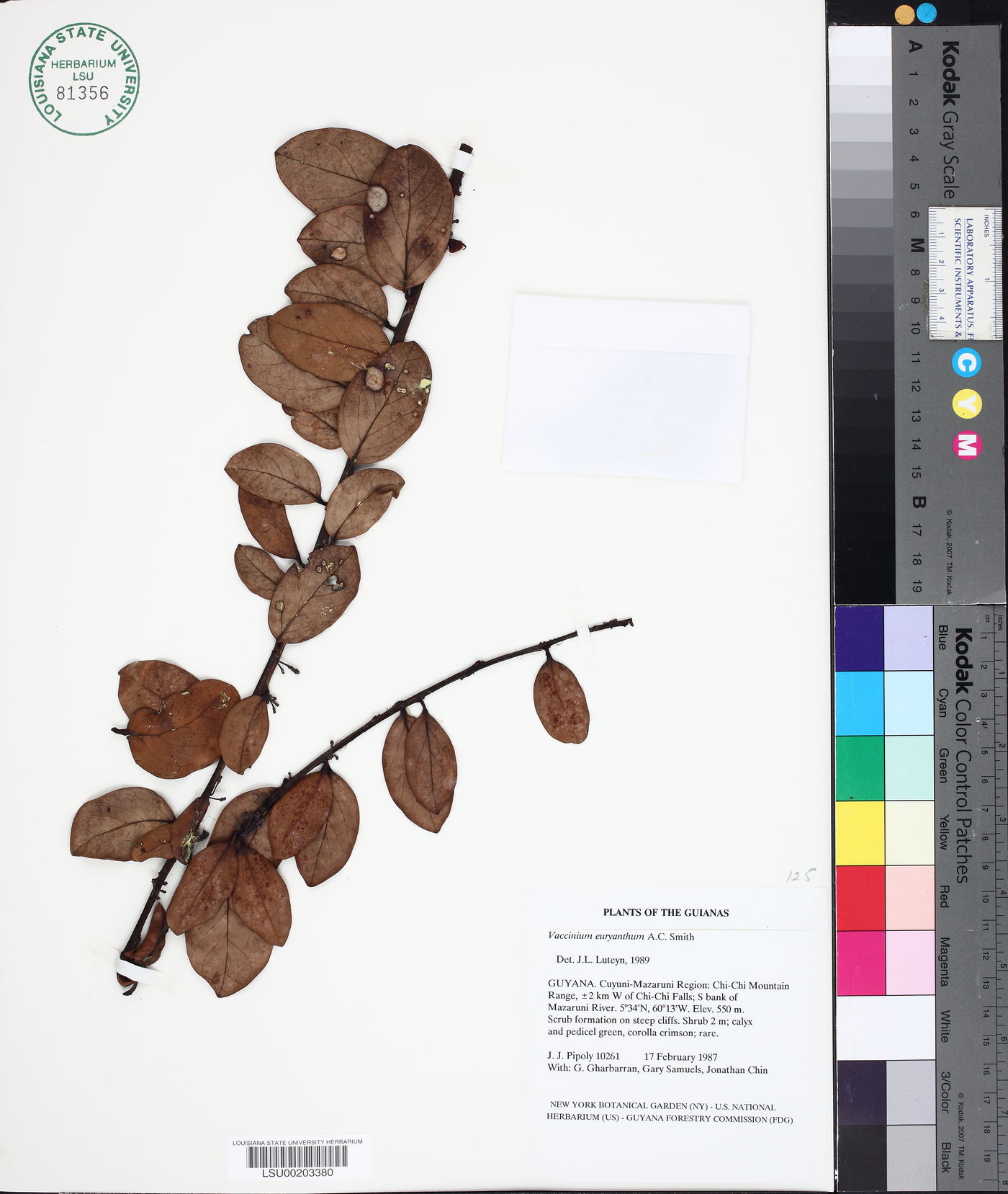 Vaccinium euryanthum image