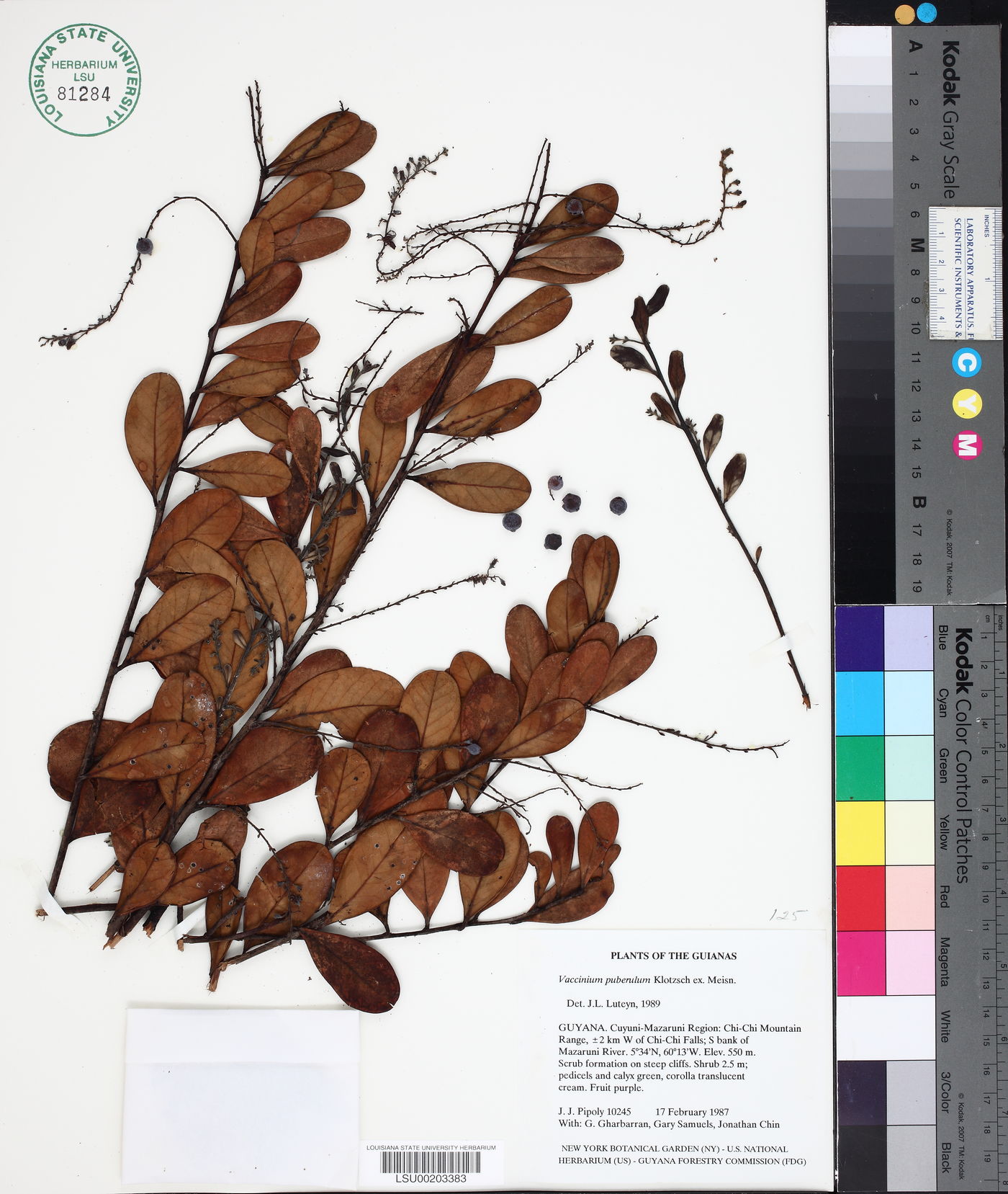 Vaccinium puberulum image