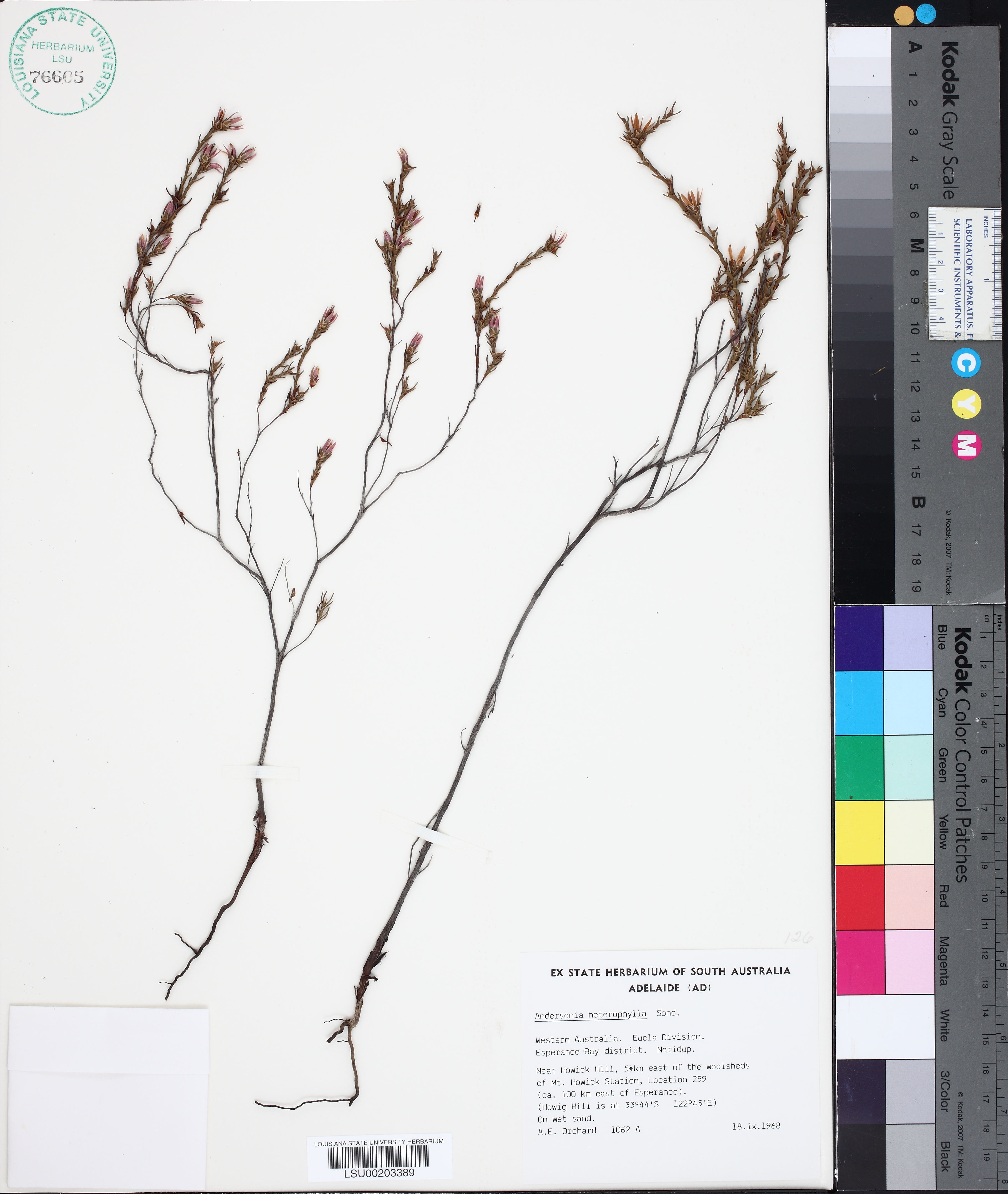 Andersonia heterophylla thumbnail