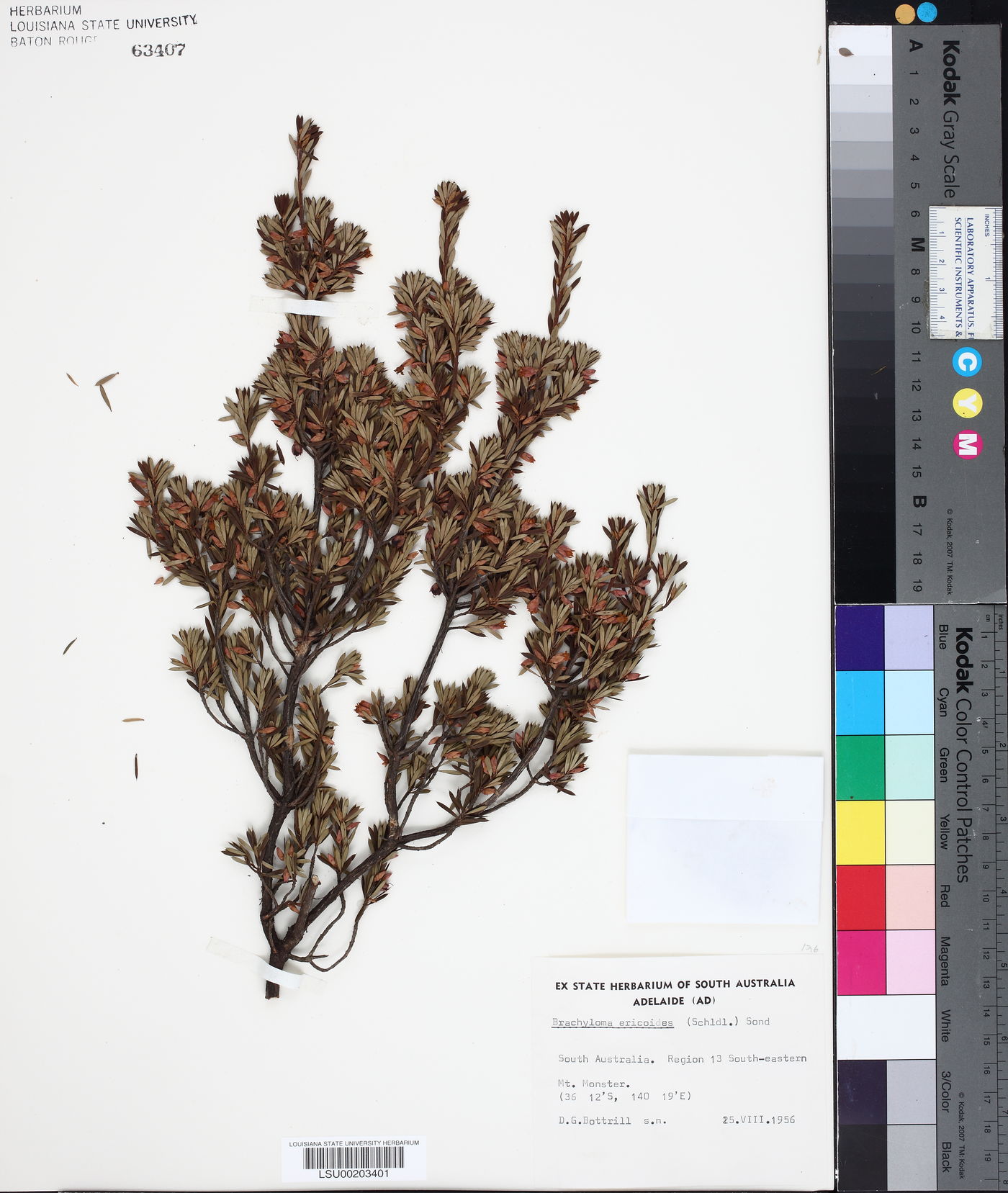 Brachyloma image