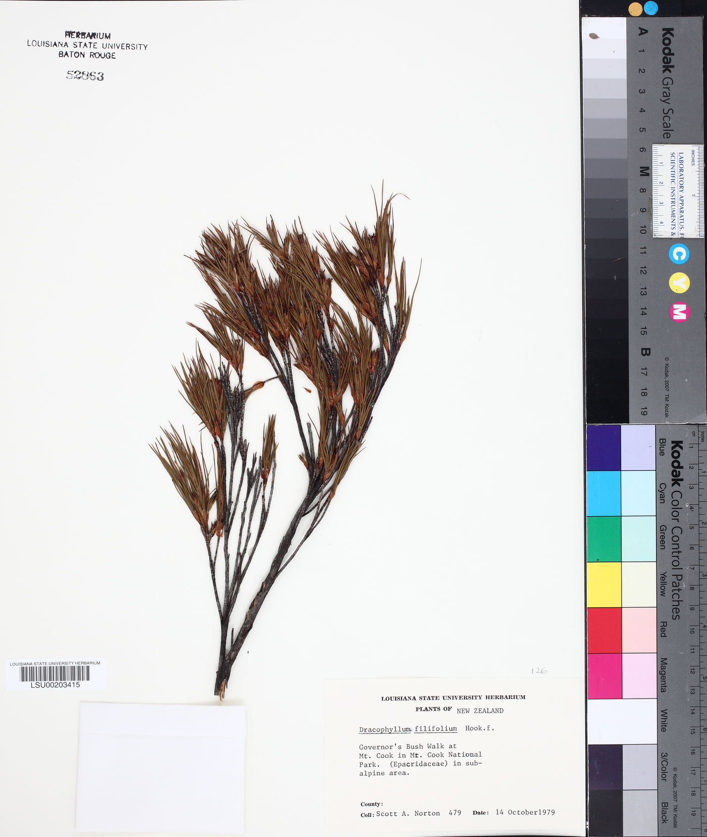 Dracophyllum filifolium image