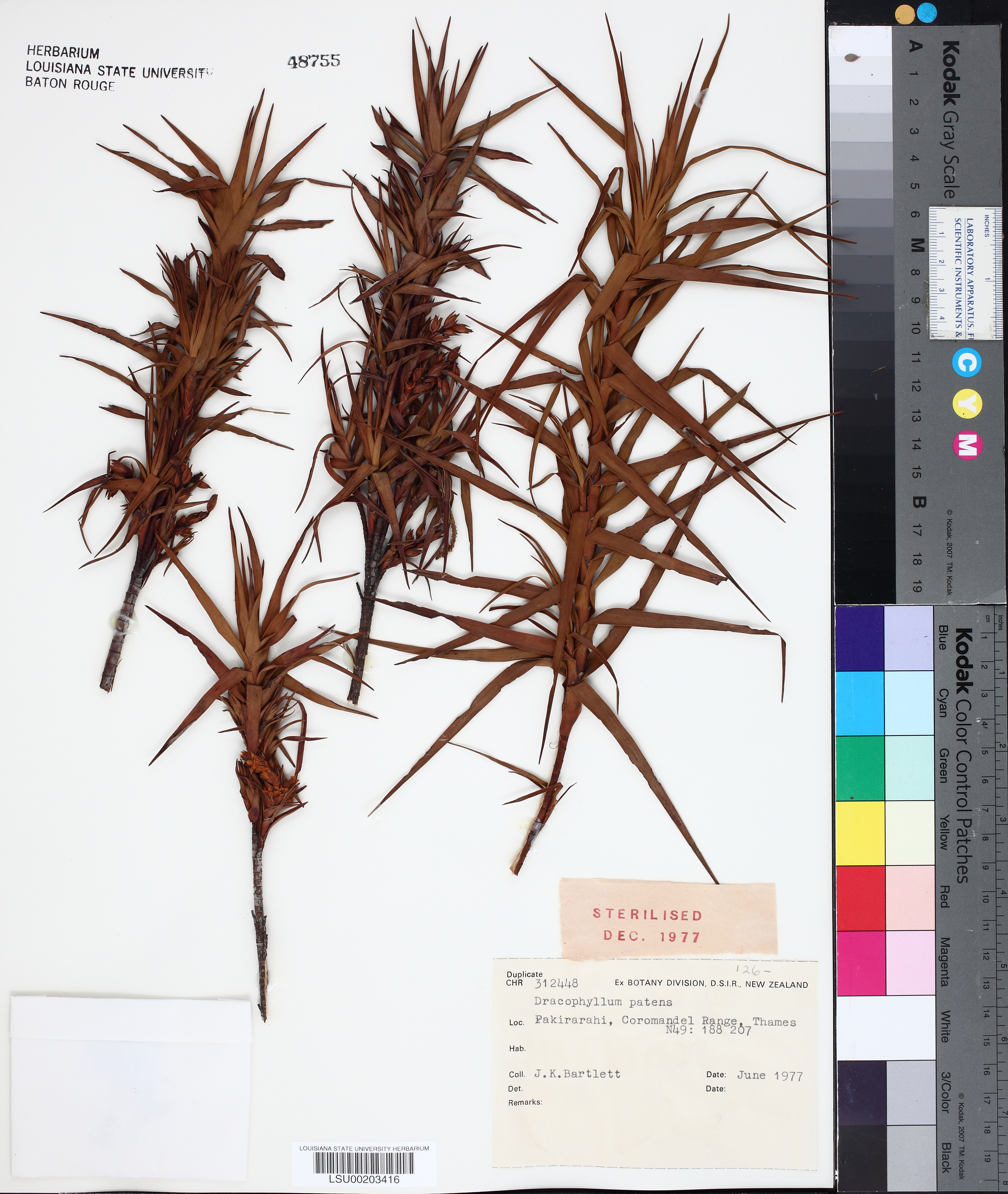Dracophyllum patens thumbnail