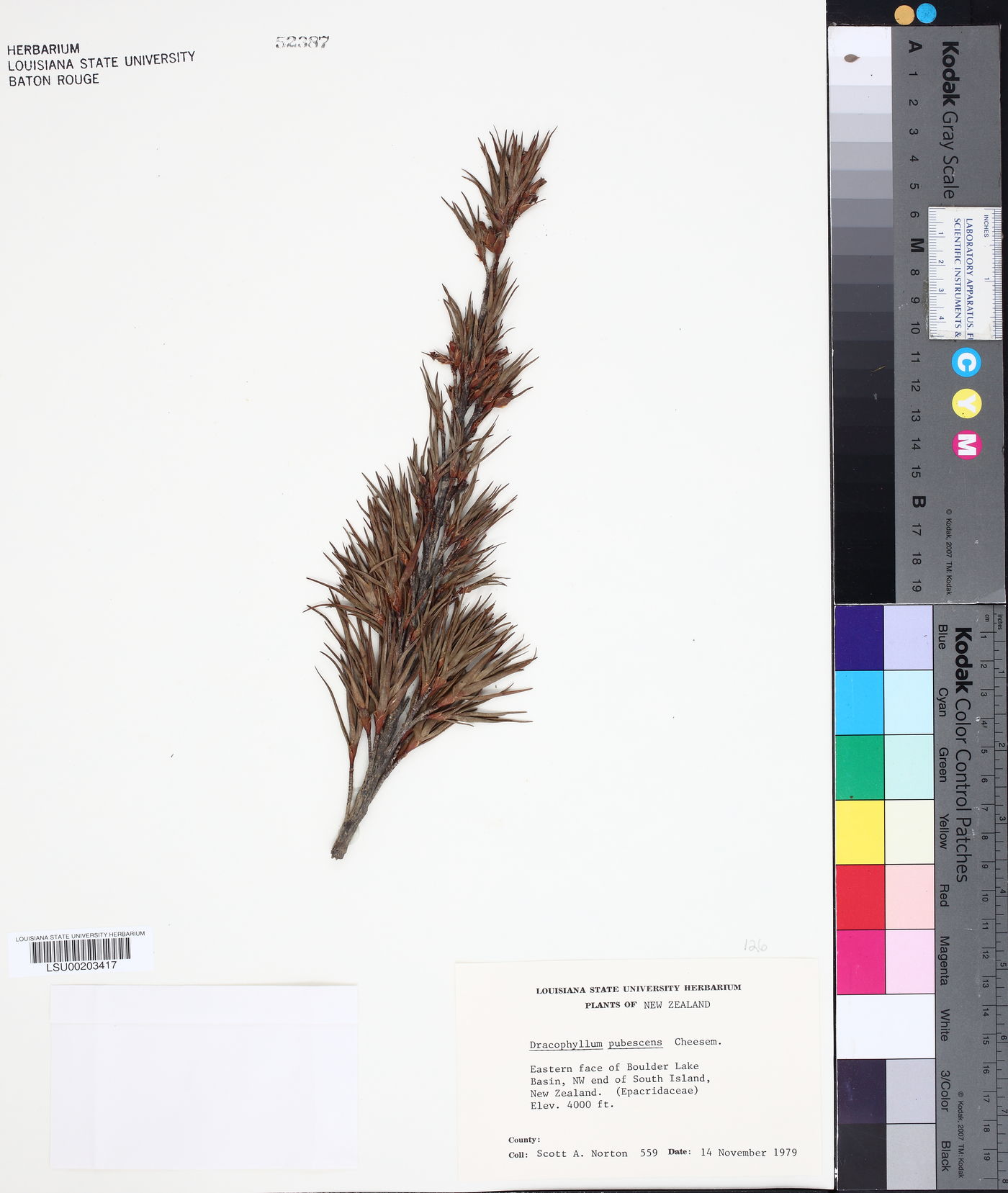 Dracophyllum pubescens image