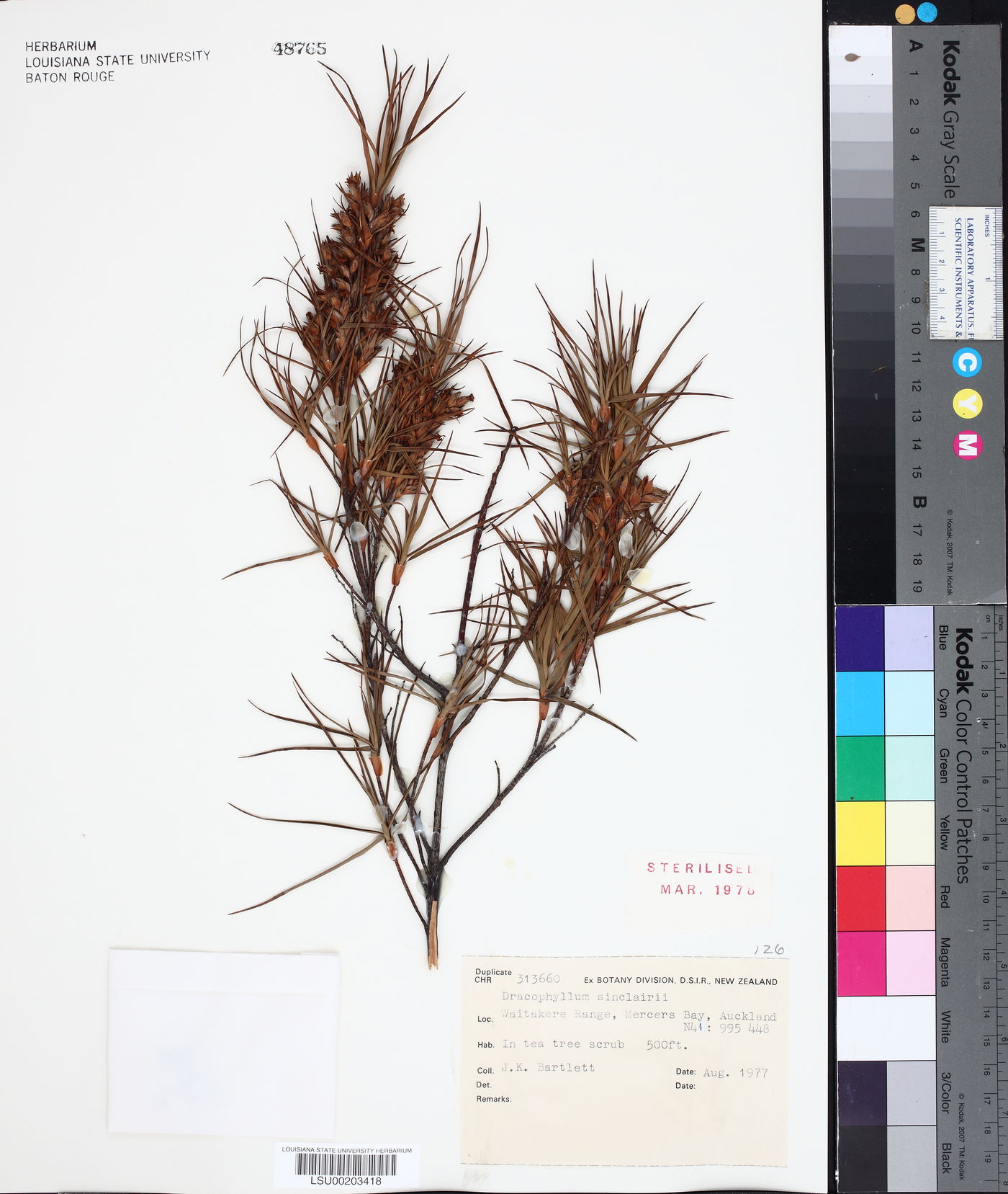 Dracophyllum sinclairii image