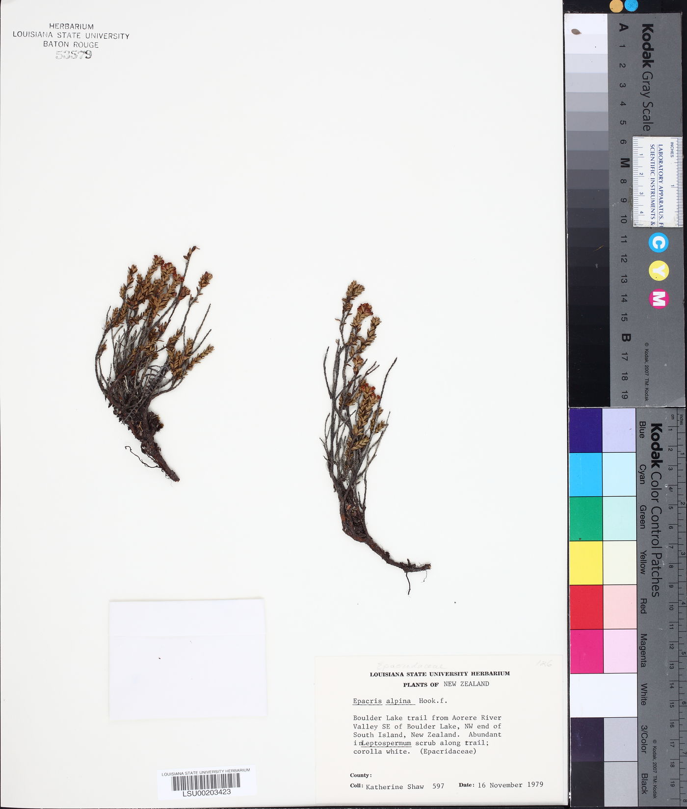 Epacris alpina image