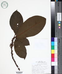 Image of Pouteria furcata