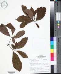 Image of Pouteria filipes