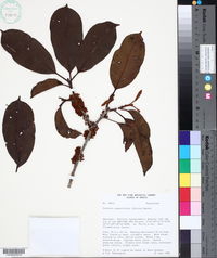 Image of Pouteria eugeniifolia