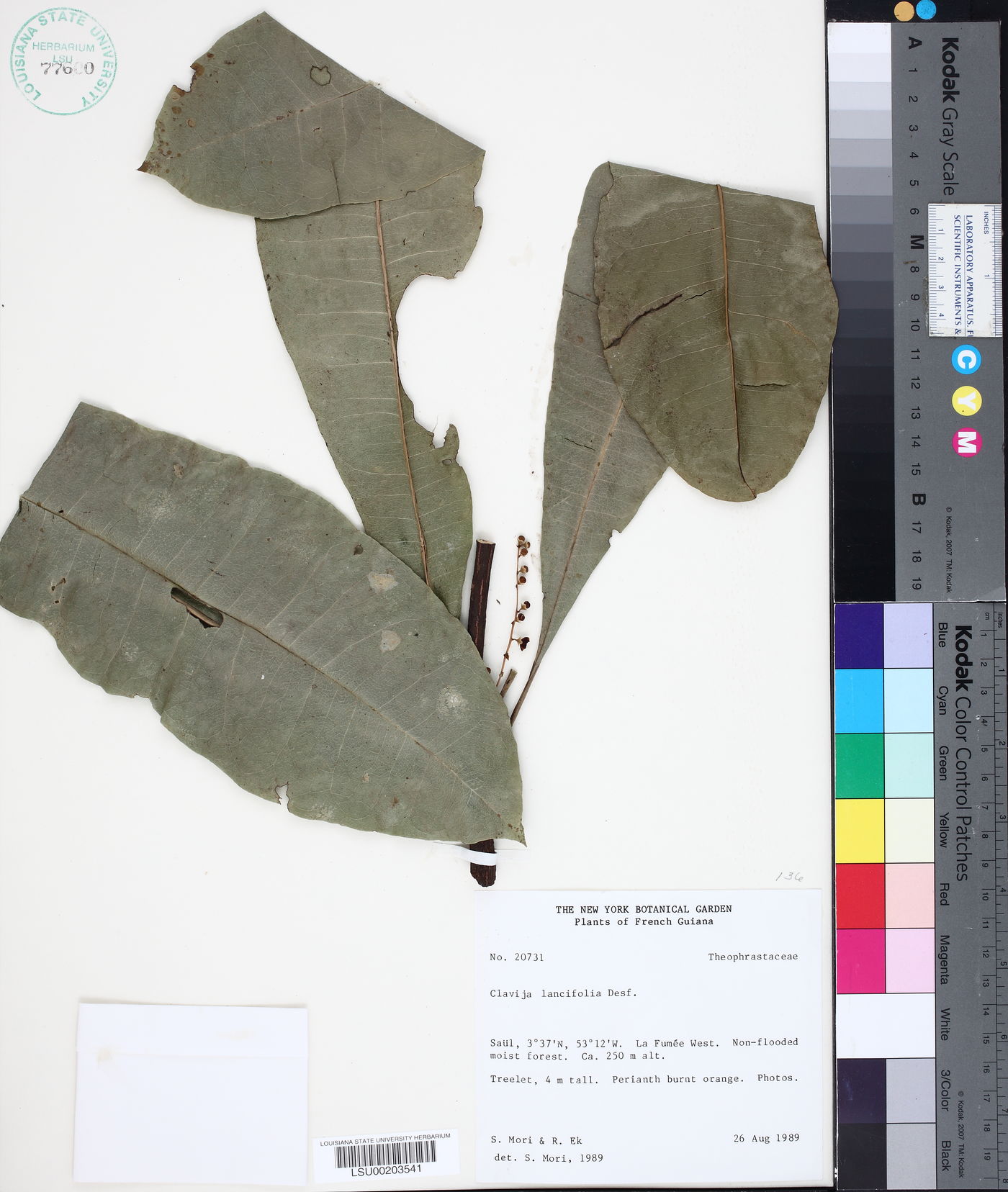 Clavija lancifolia image