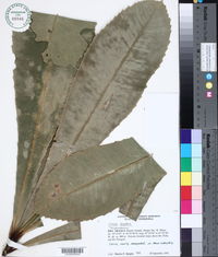 Clavija longifolia image