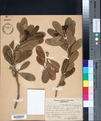 Jacquinia arborea image