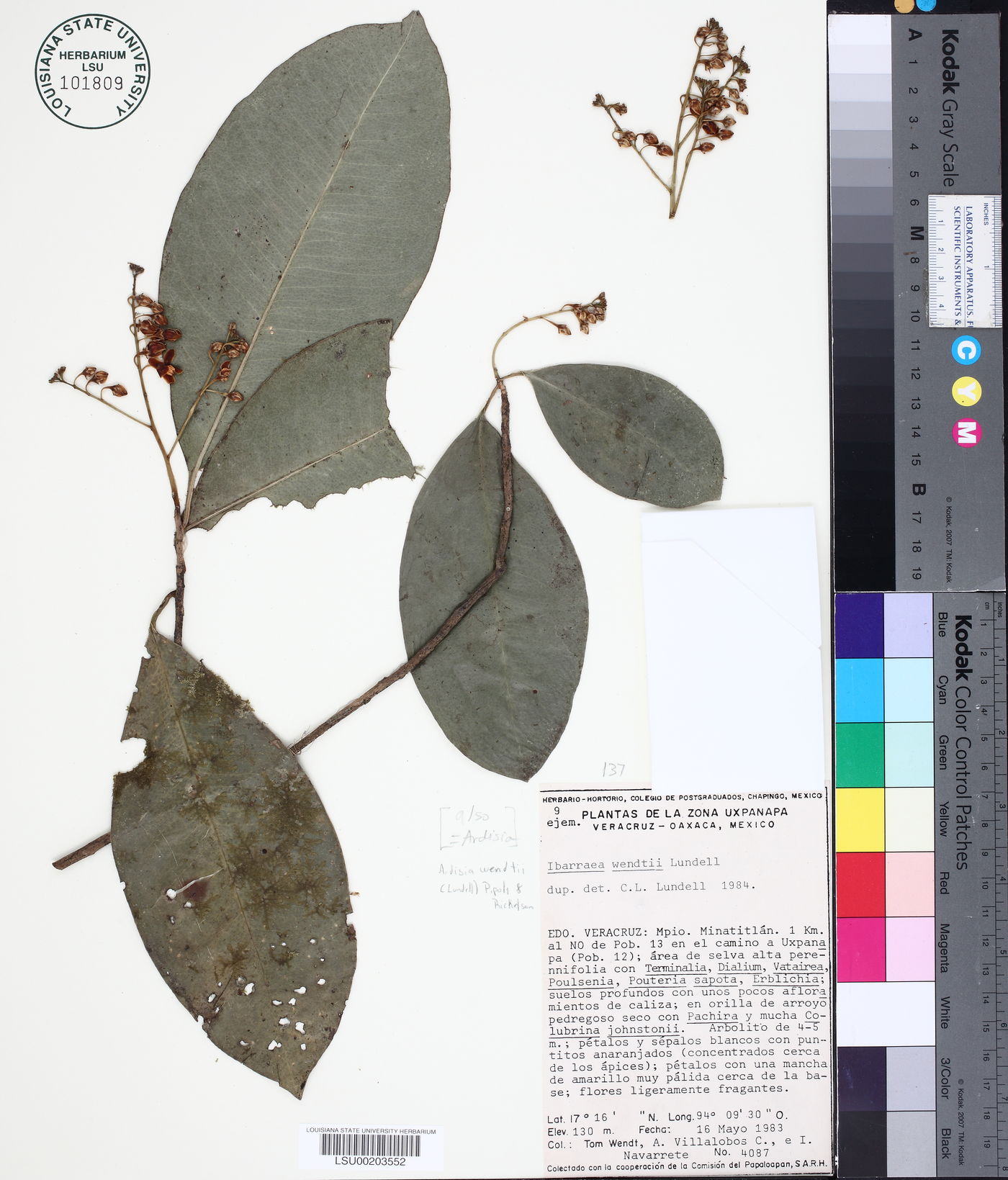 Ardisia paschalis image