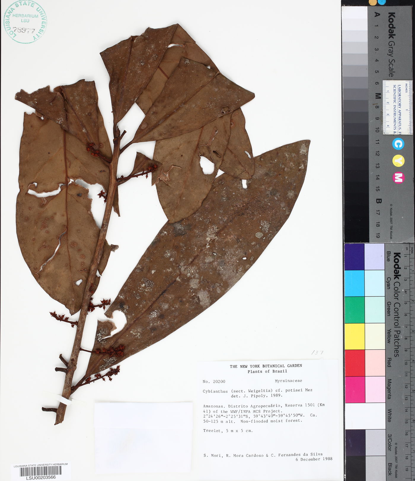 Cybianthus potiaei image