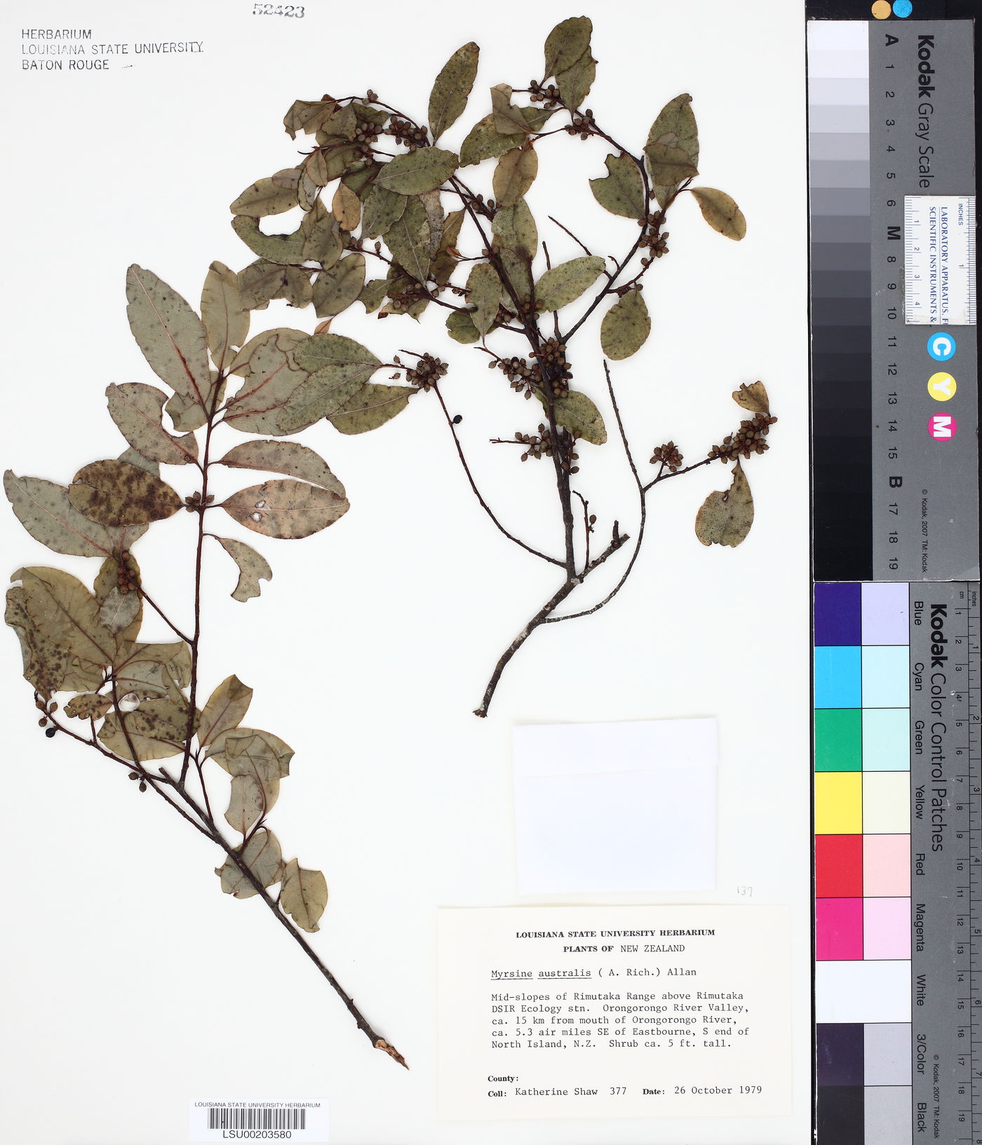 Rapanea australis image