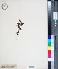 Lysimachia nemorum image