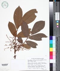 Image of Cnestidium guianense