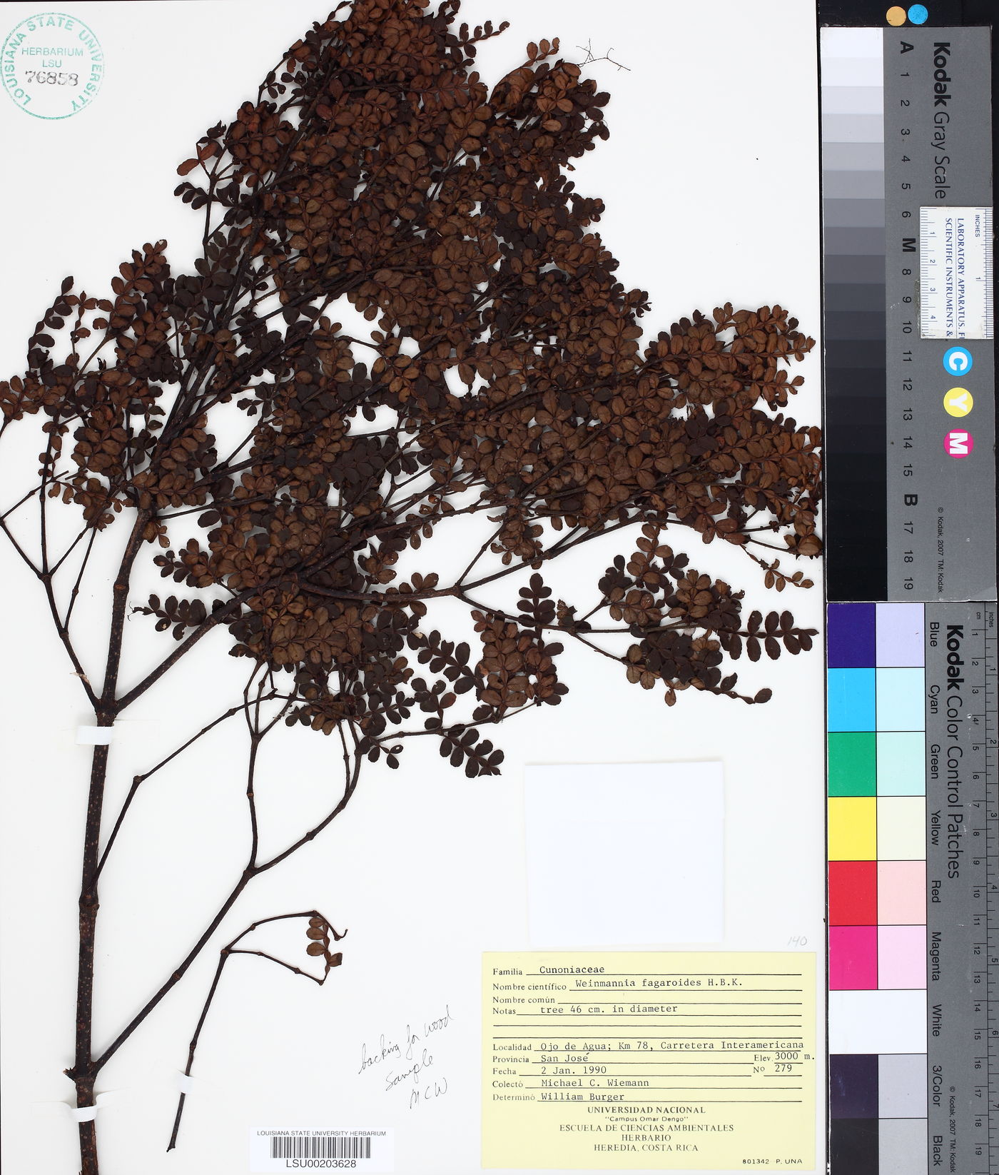 Weinmannia fagaroides image