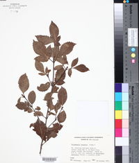 Weinmannia racemosa image