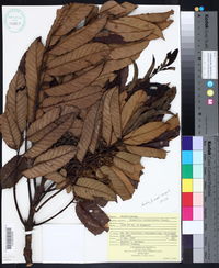Brunellia costaricensis image