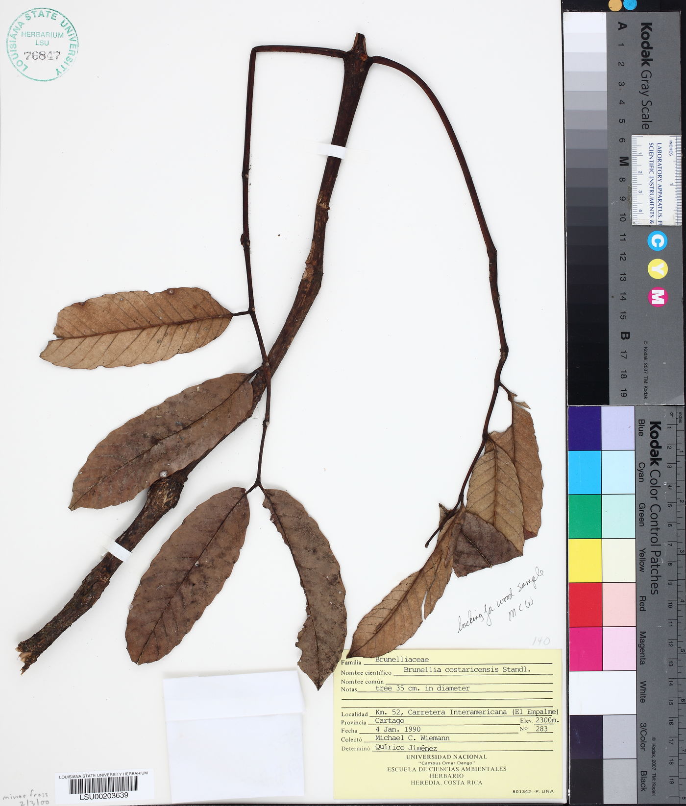 Brunellia costaricensis image