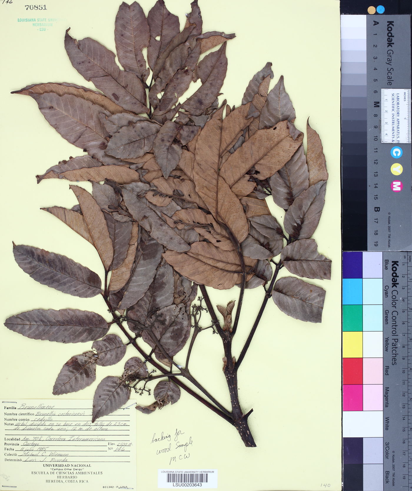 Brunellia image