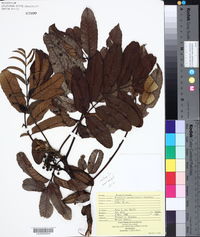 Brunellia costaricensis image