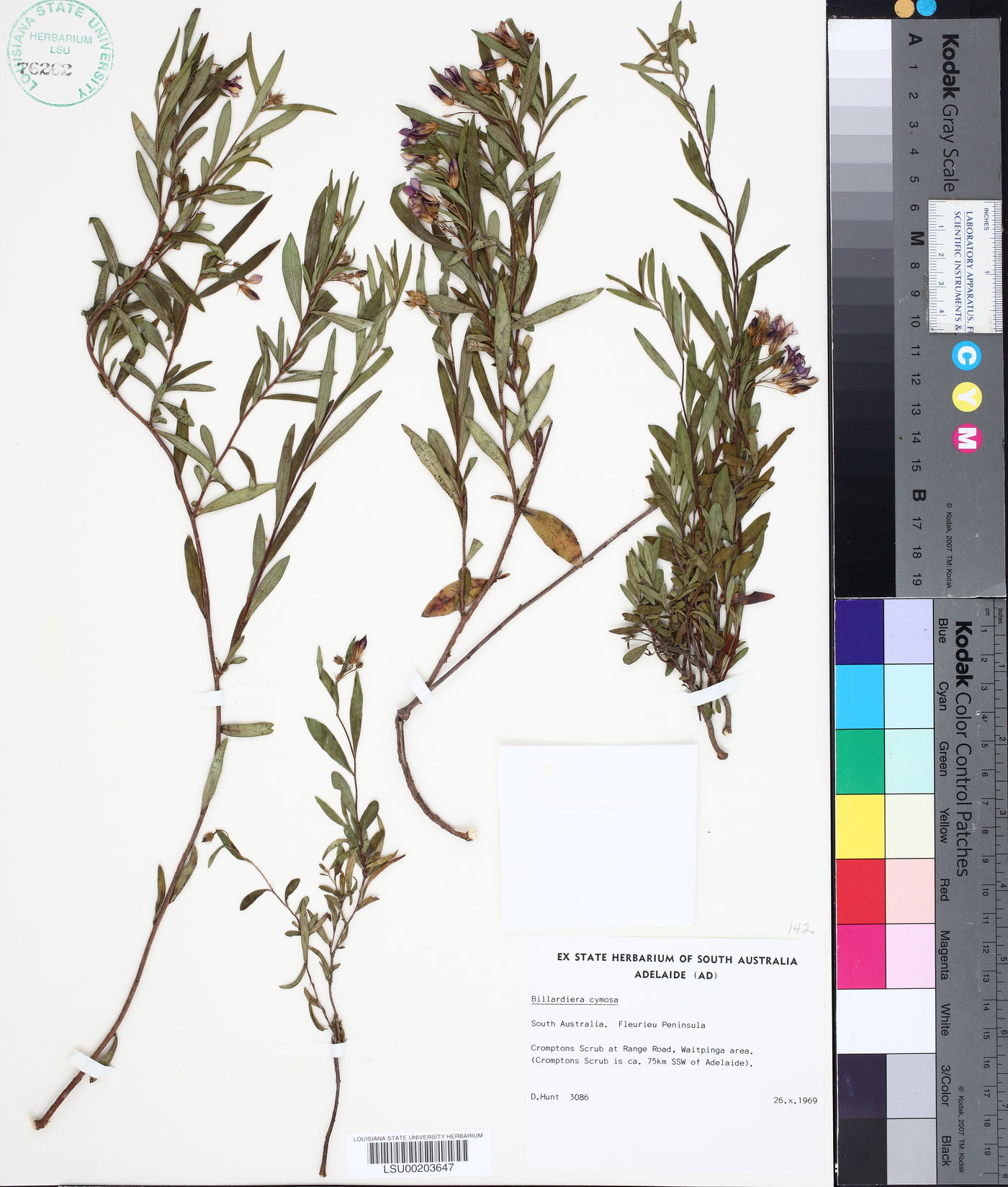 Billardiera cymosa image