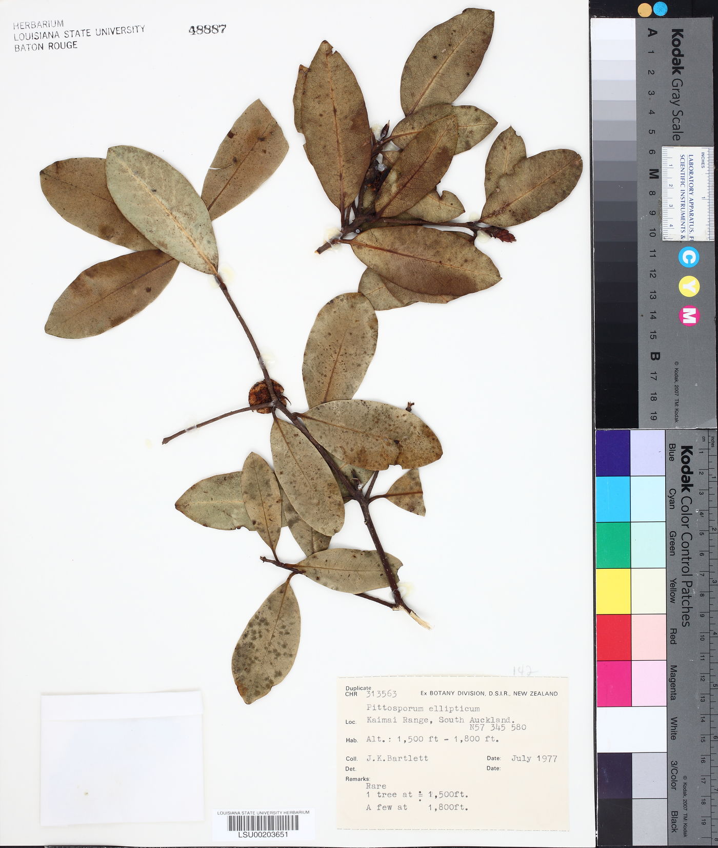 Pittosporum ellipticum image
