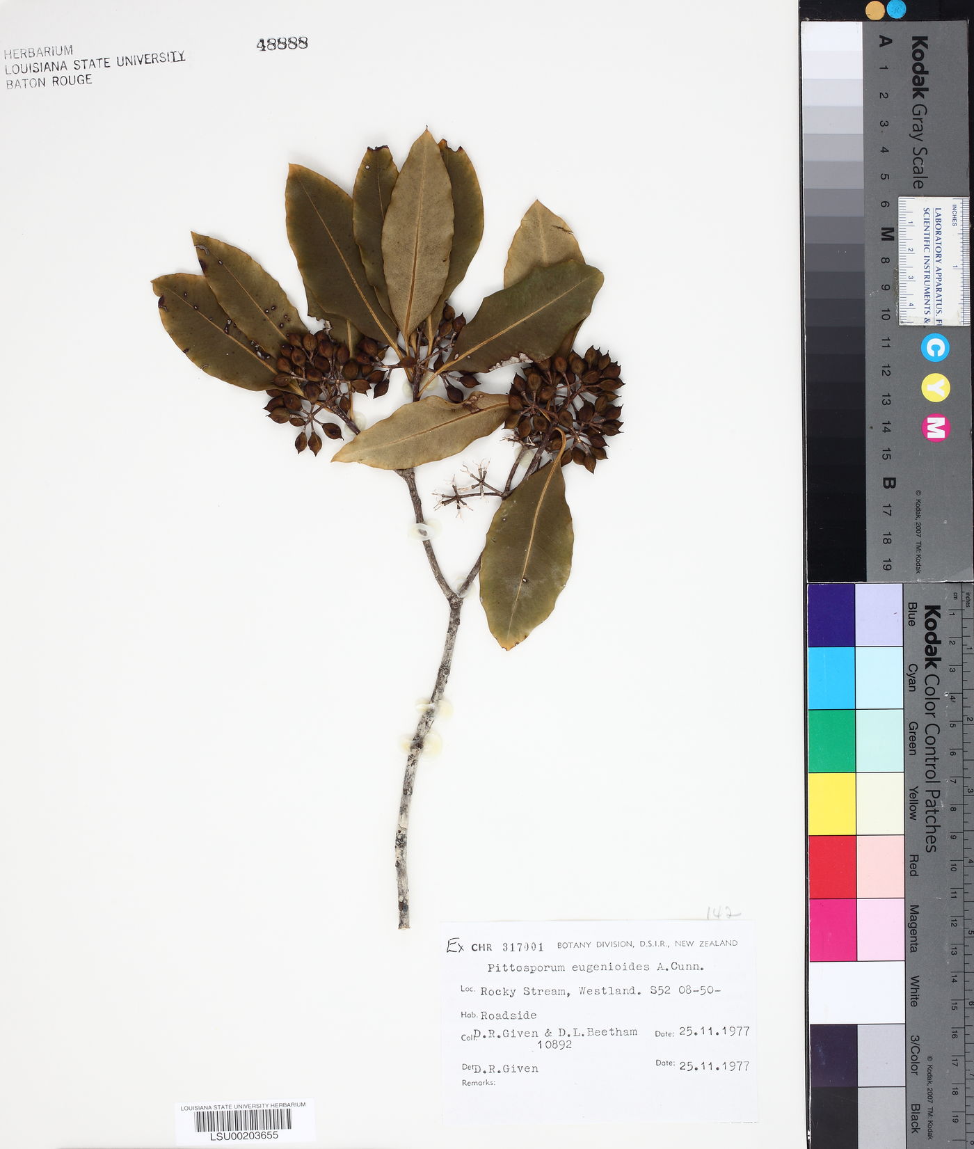 Pittosporum eugenioides image